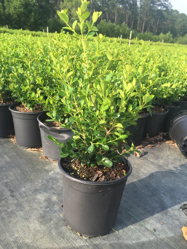 Elevate Your Garden's Natural Beauty